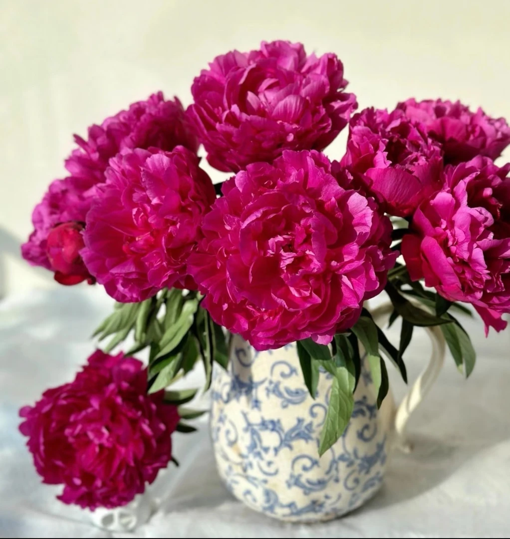 头茬芍药上市. 赤焰  圆满 浓情 富贵 芍药原产地直发