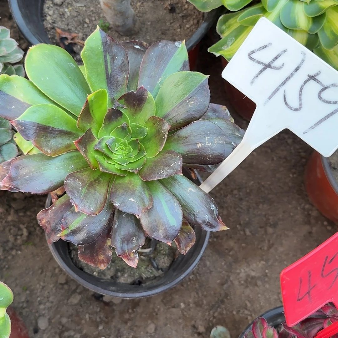 4159乌拉拉多肉法师多肉