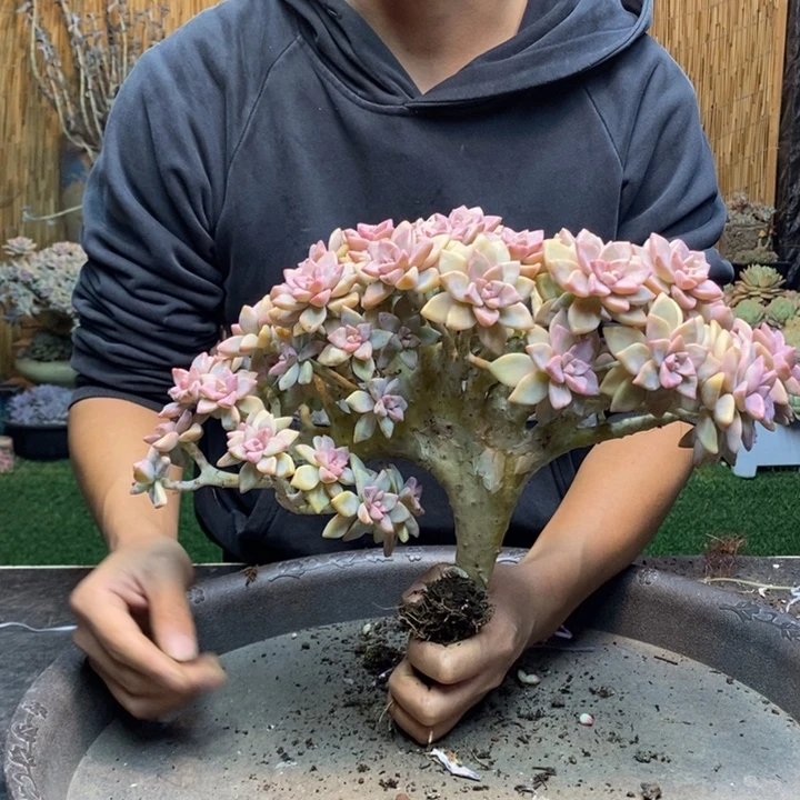 布***丁179 号淡雪多肉植物