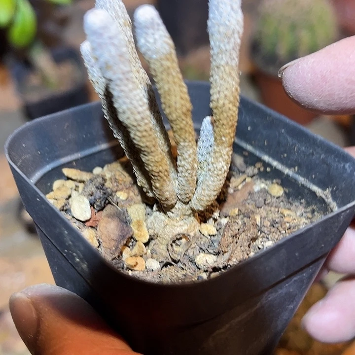 满38包邮2天凑单，脱土晾根发货多肉植物