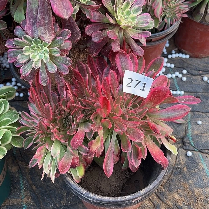 271粉女巫缀化新