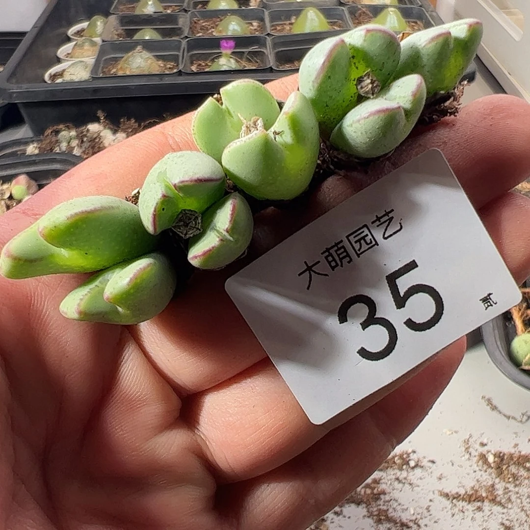 一物一拍。         35