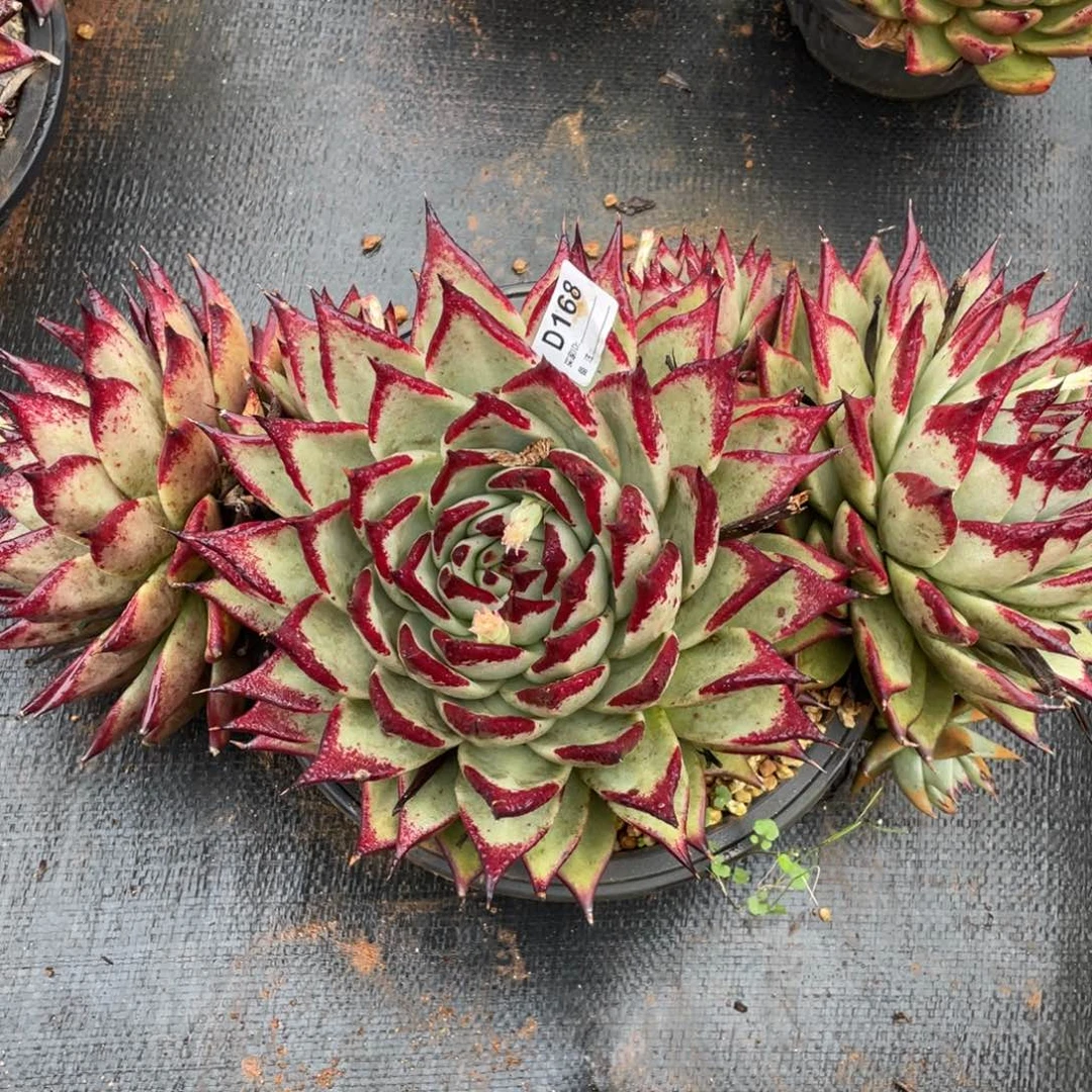 秋***歌无花朵若如东云组拍D168