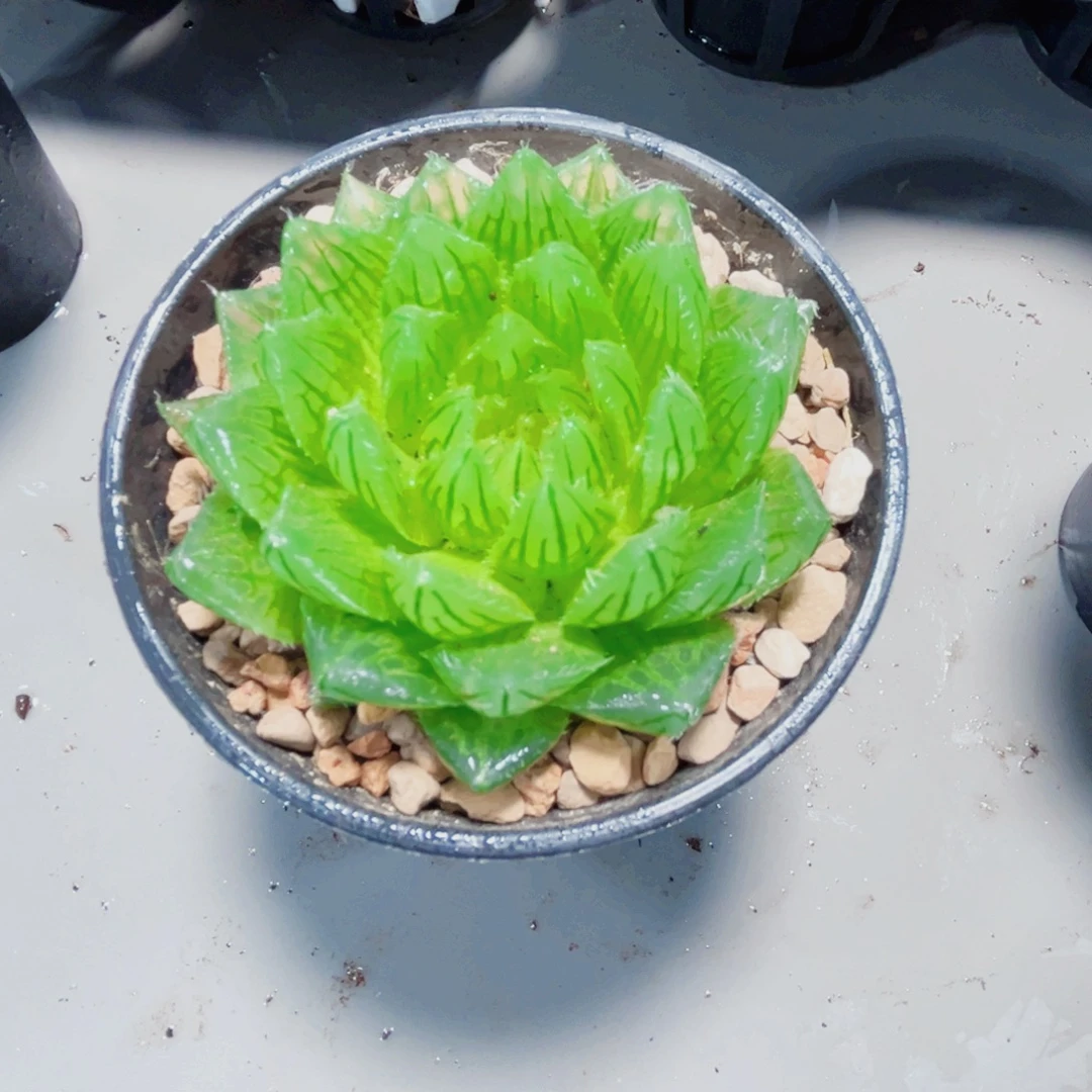 樱水晶多肉植物6666