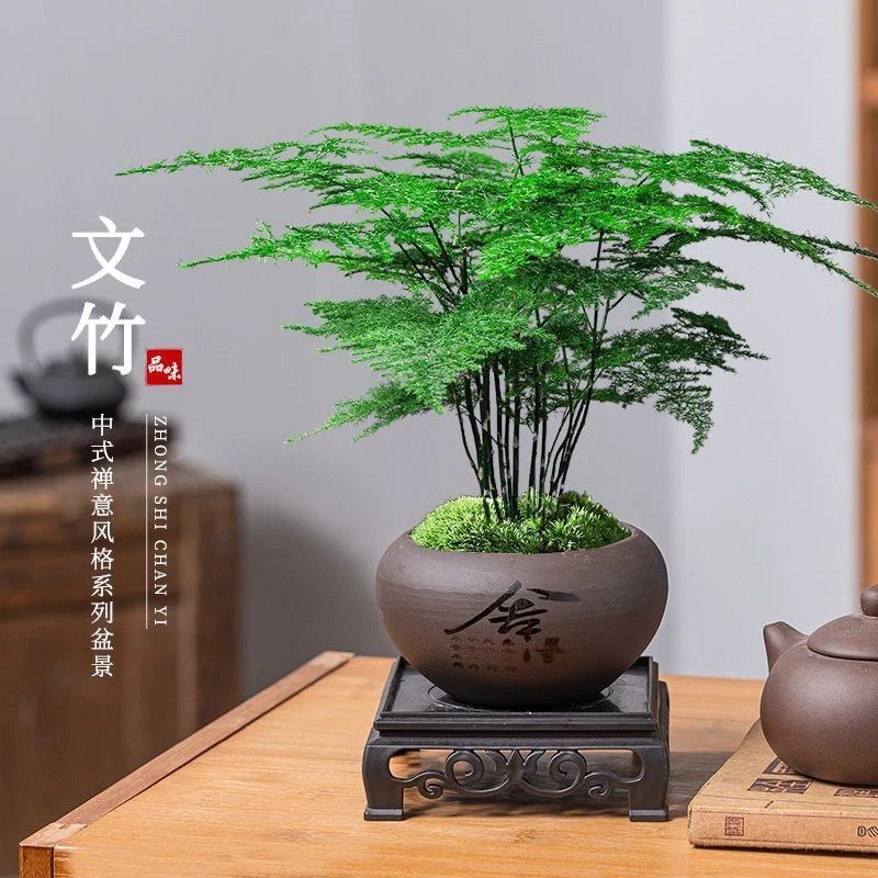 XY【带陶瓷盆】文竹古风盆栽盆景植物室内客厅花卉办公室桌面绿植