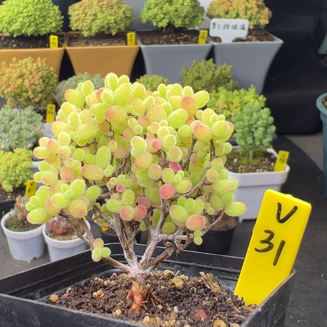 蜜橘带盆带土发货