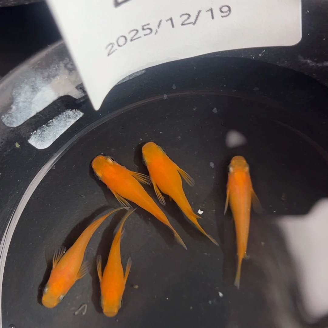 青鳉鱼217初恋5尾