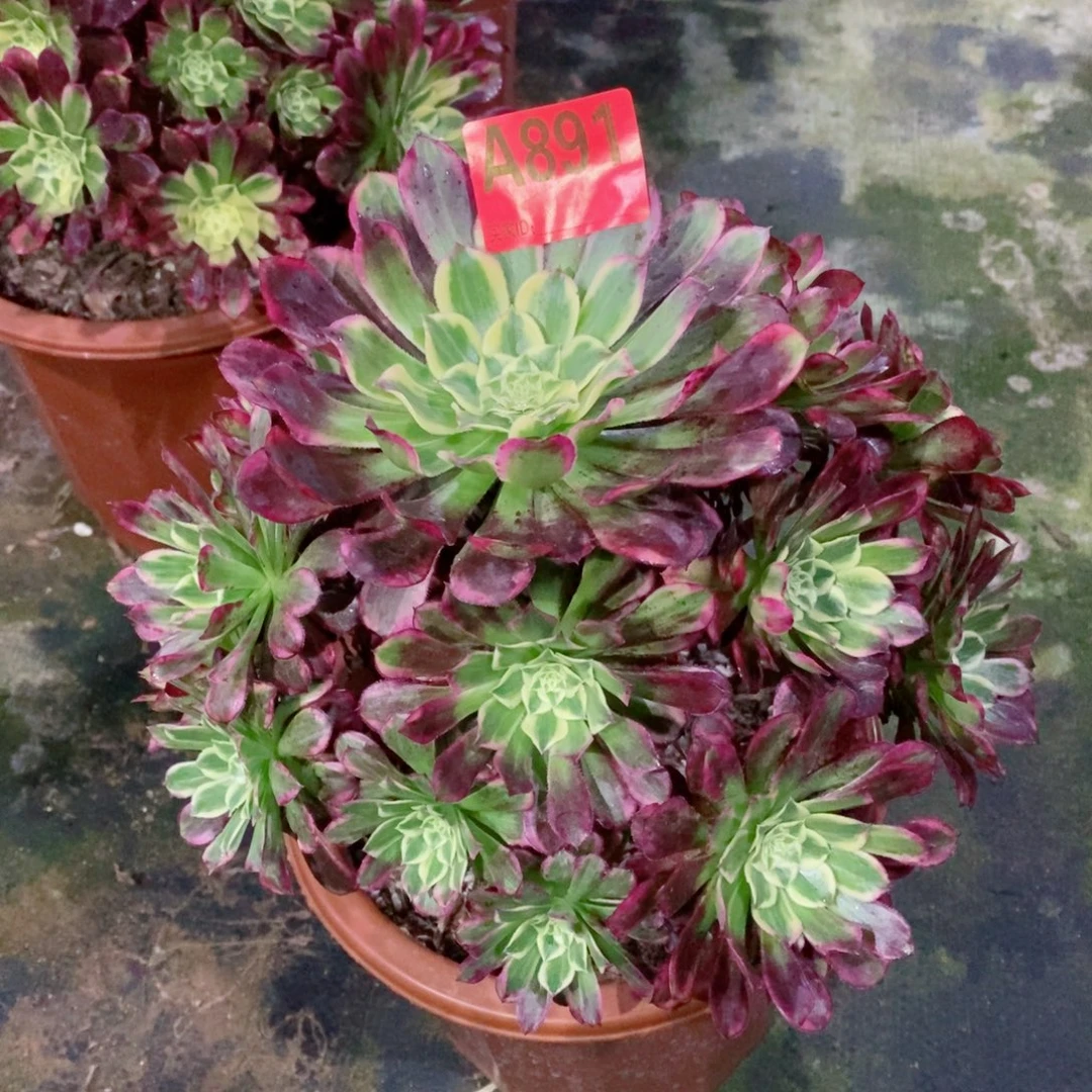 天河891多肉111111