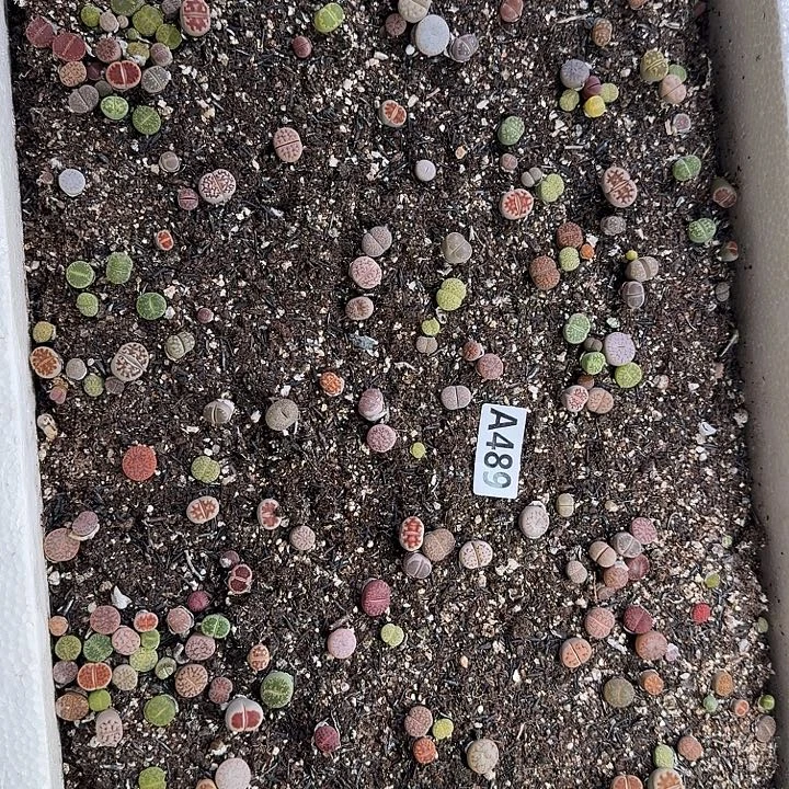 生489石花整筐脱土发货