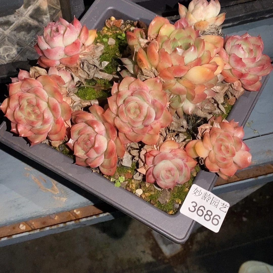 小***y3686掉头不售后～18厘米