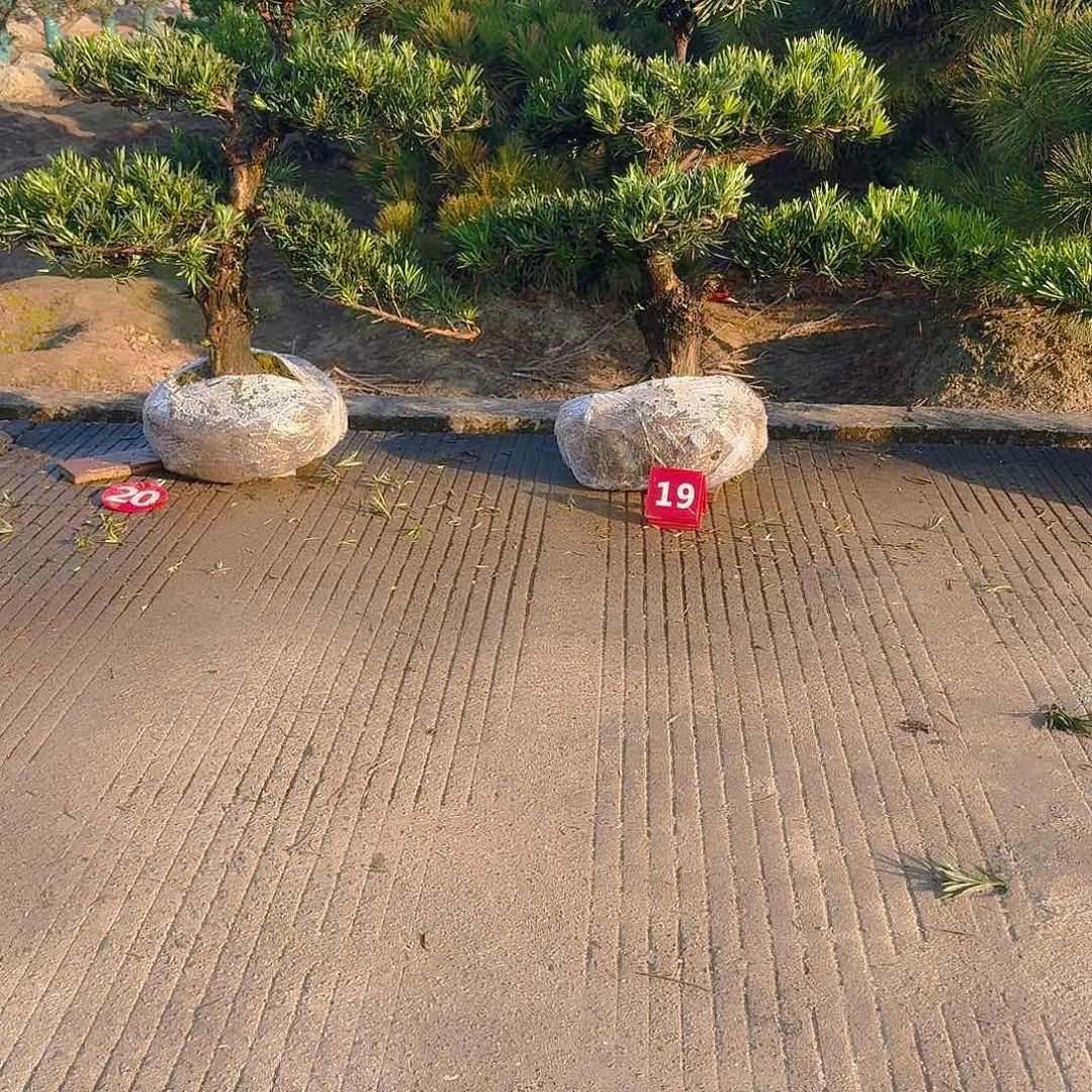 东***厂完全开放罗汉松，基地发货