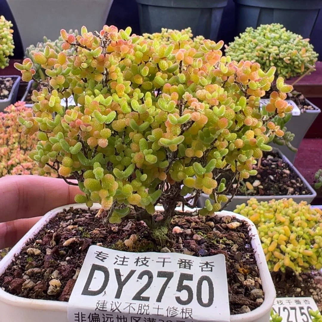 2750蜜橘糖球。8cm盆