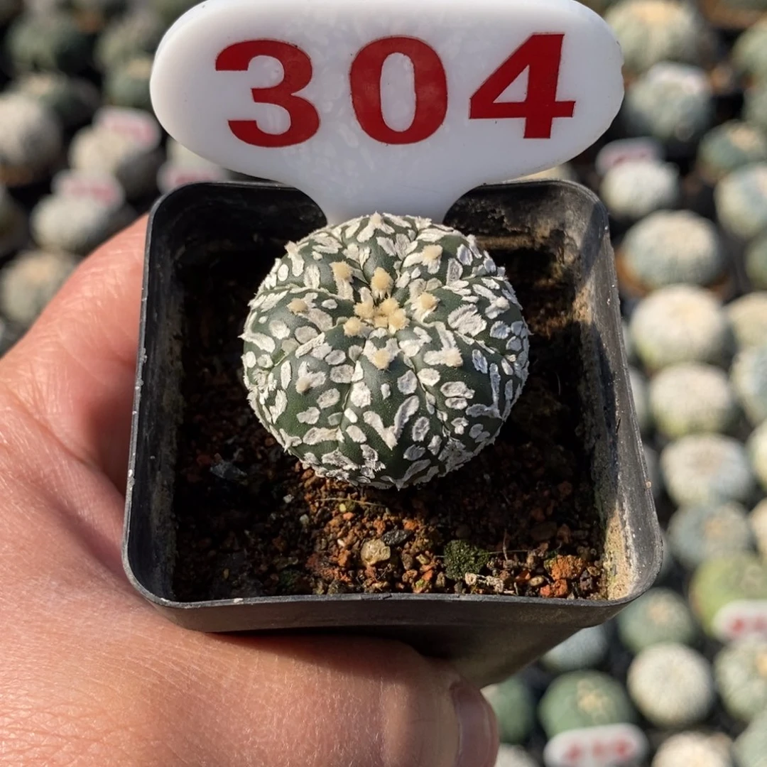 304浓白V超兜哦哦