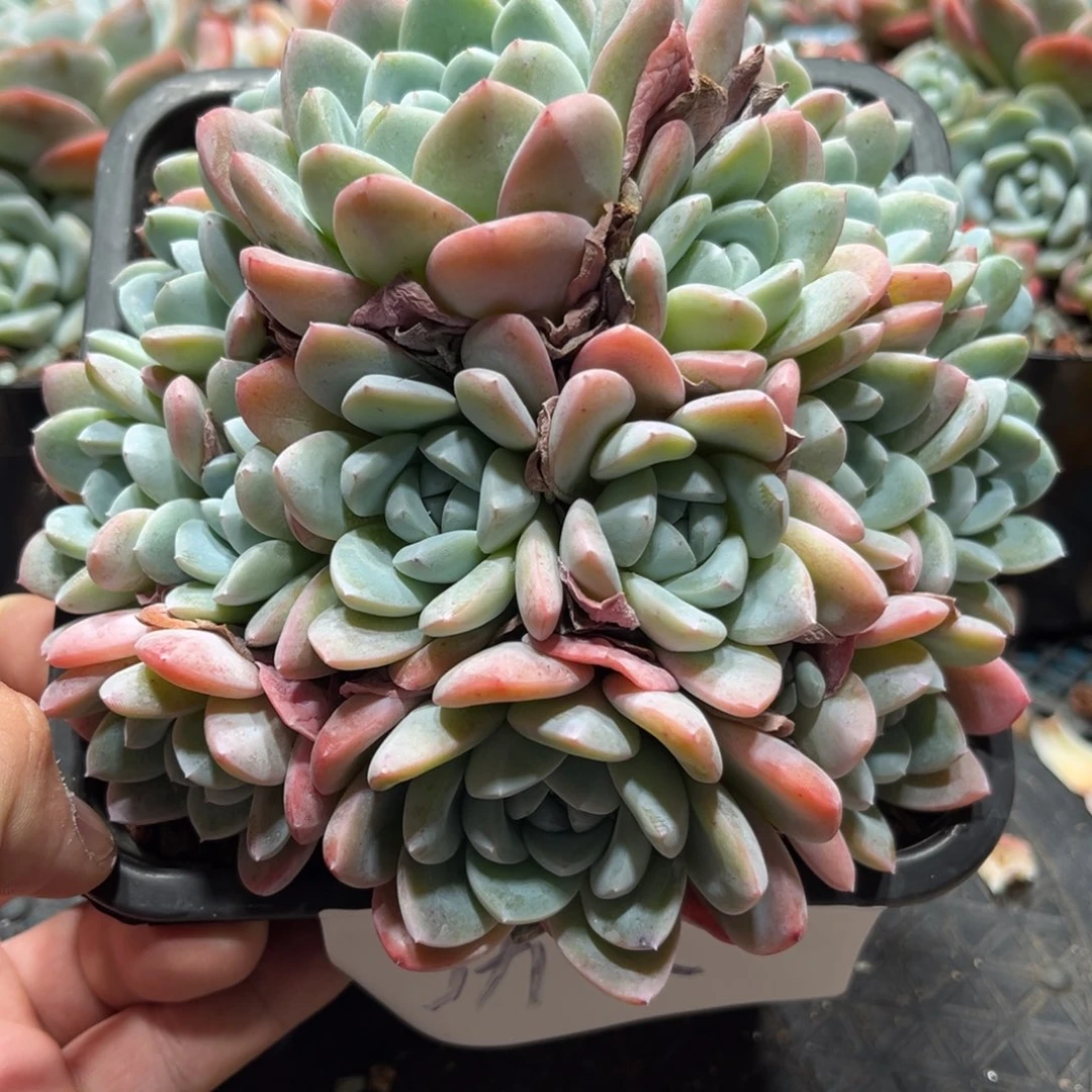 功夫专拍冰玉群生多头