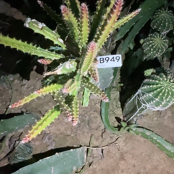 健***要清货糖果仙人球949