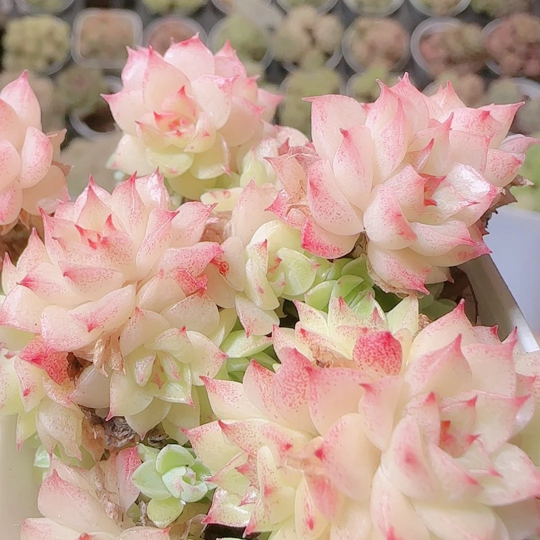 花语逸镜1119-274散