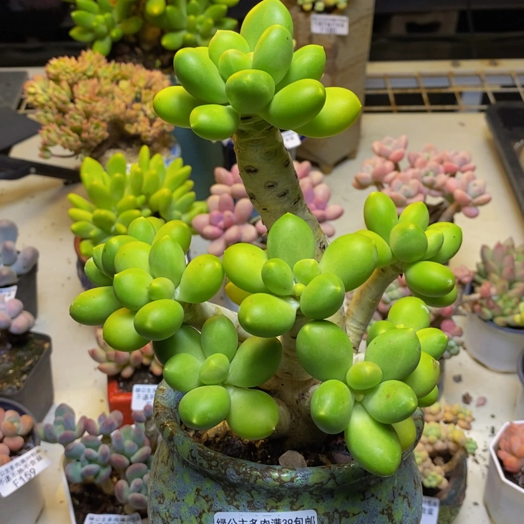 184金蟾芒果奶多肉15cm
