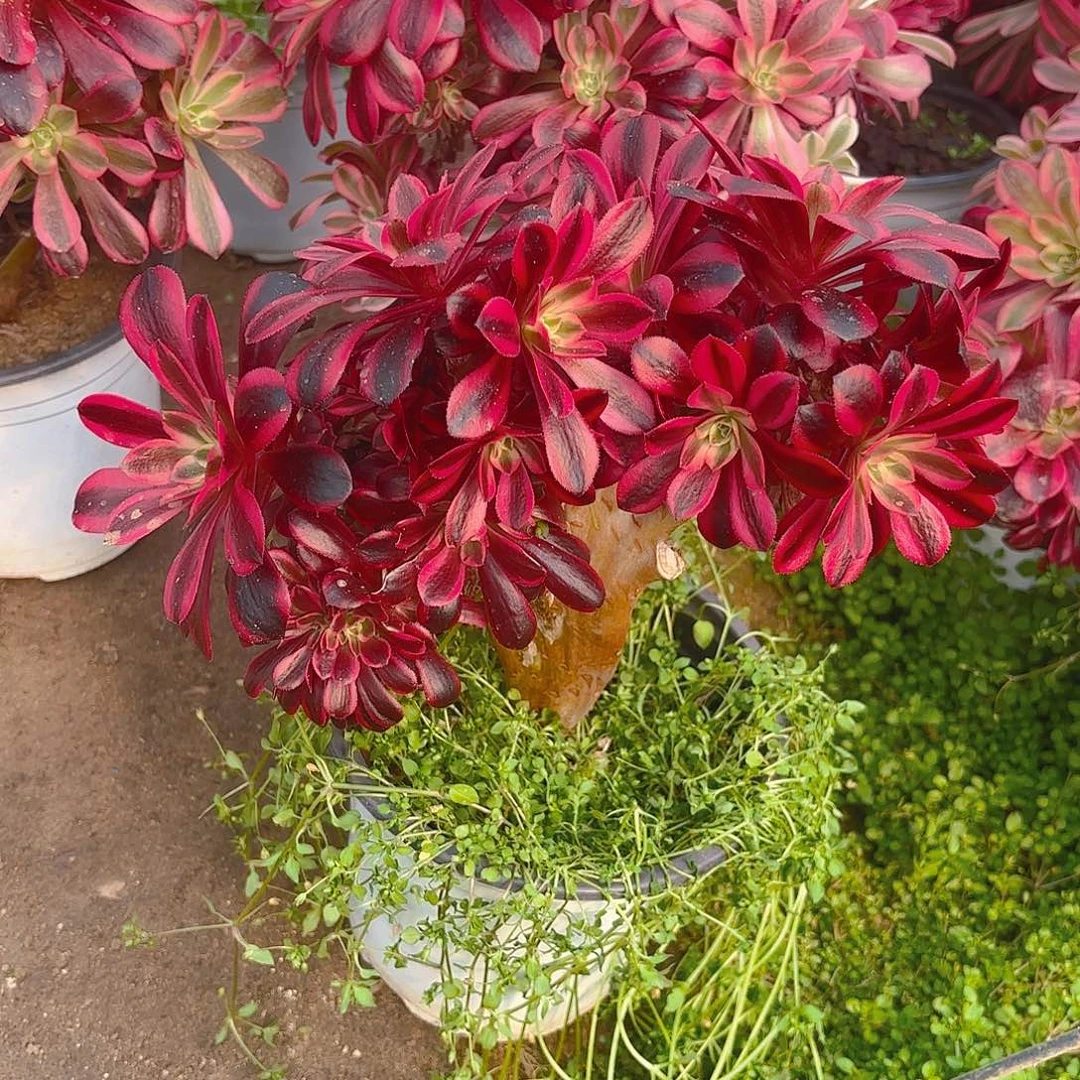 美杜莎朵多肉植物有砍