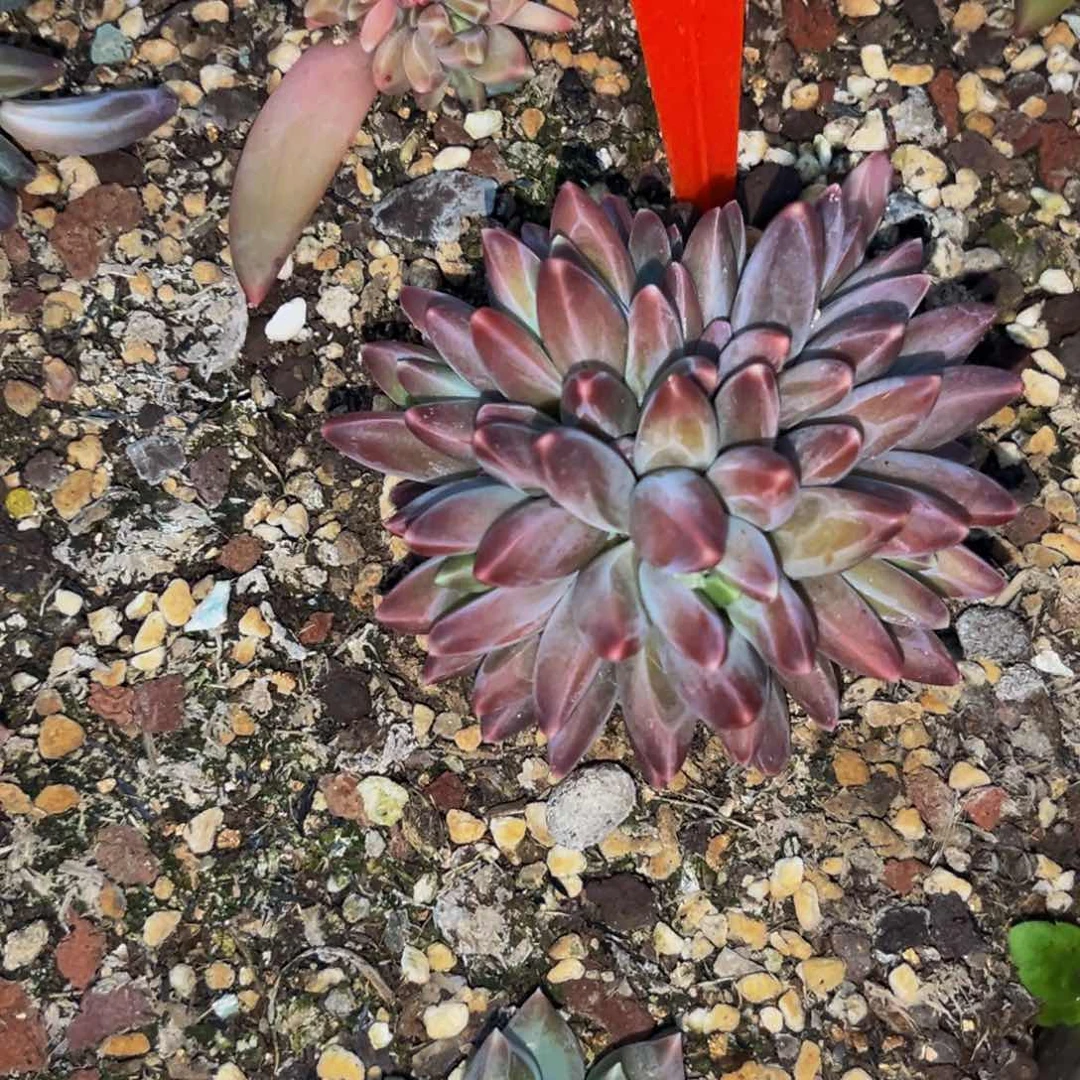 0017下午多肉植物群生