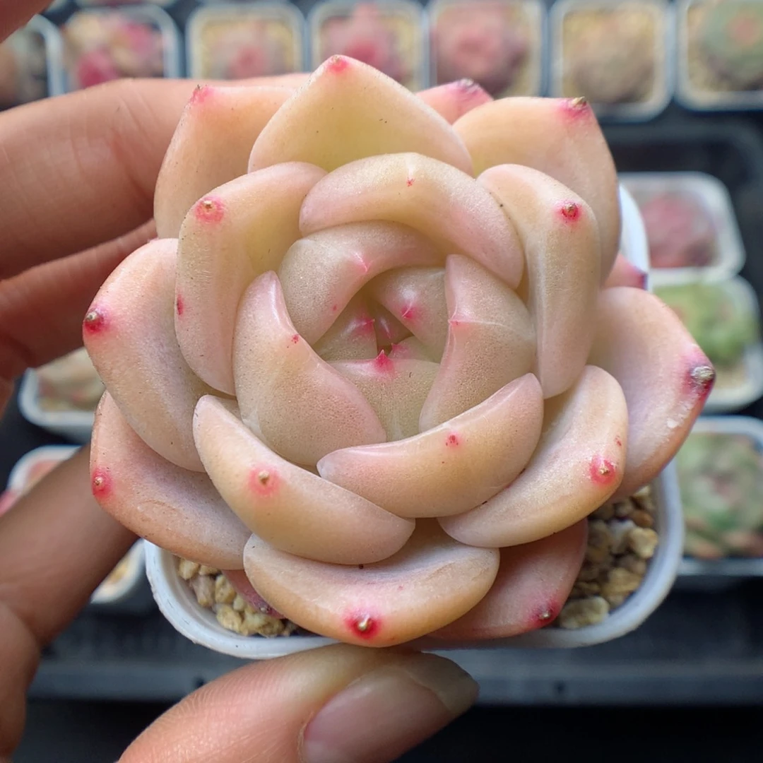 多肉植物。 糖心66