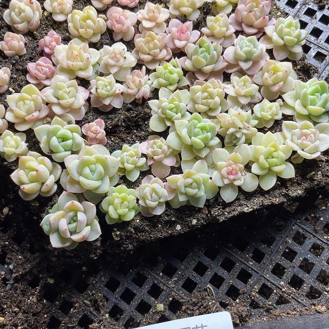 w系列珍妮混一物一拍220