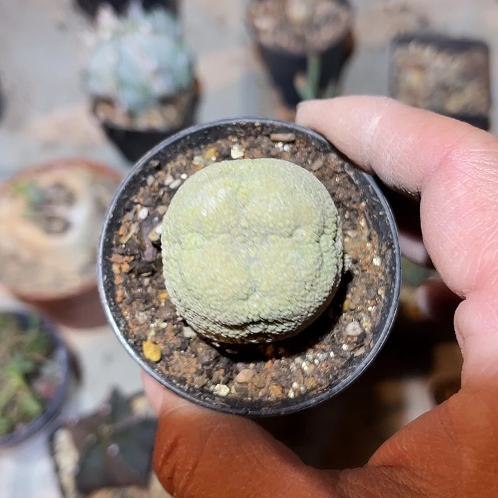 满38包邮2天凑单，脱土晾根发货多肉植物四方布缝线纹凝蹄玉