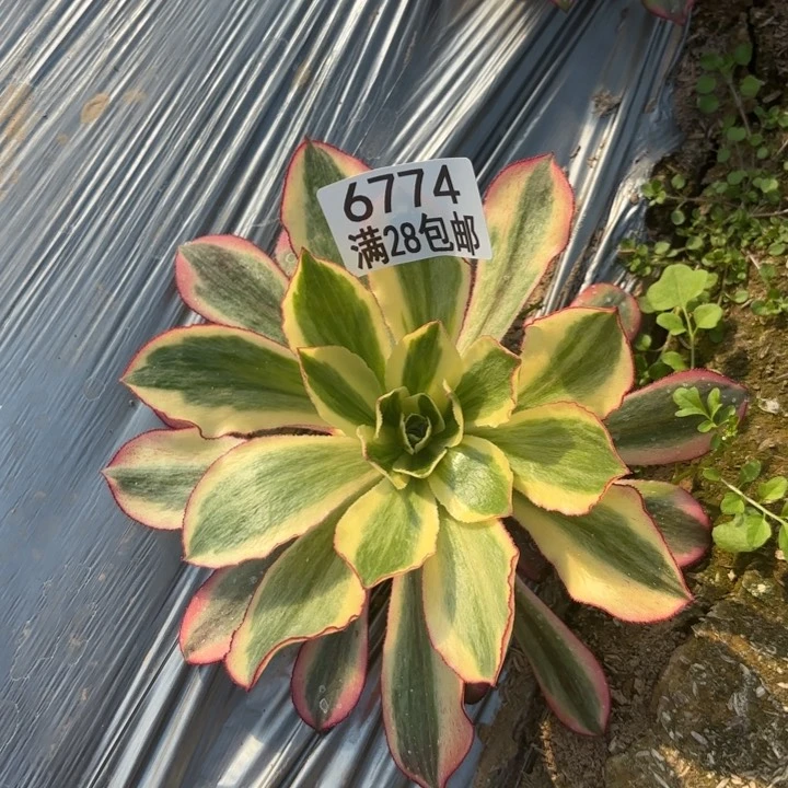 C.  6774魅影多肉