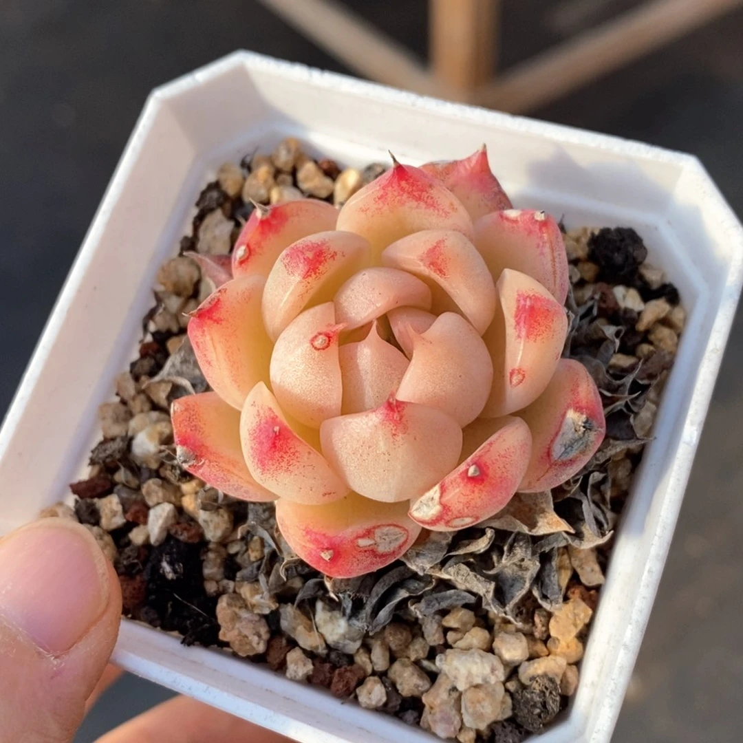 精品多肉一物一拍185