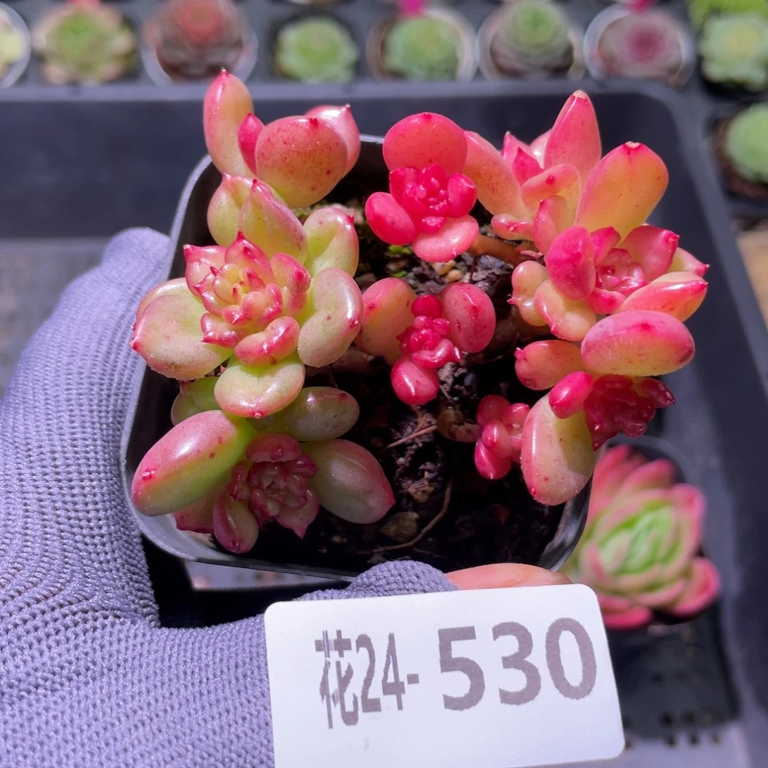 花利美24-530蜡牡丹