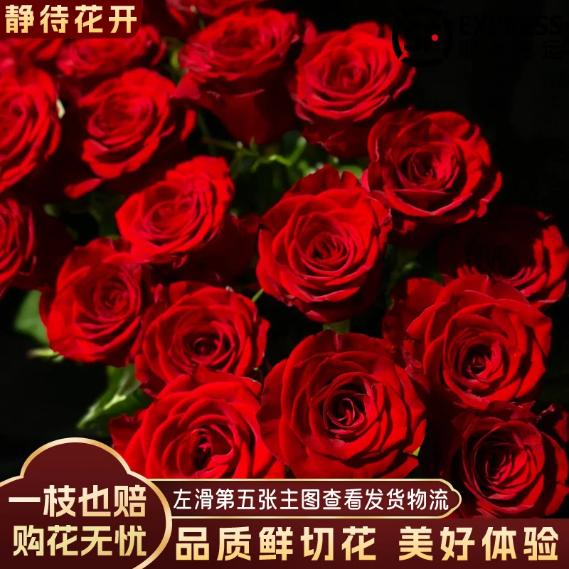 【静待花开】高原红-A级单头玫瑰 昆明斗南鲜花基地直发顺丰次日达