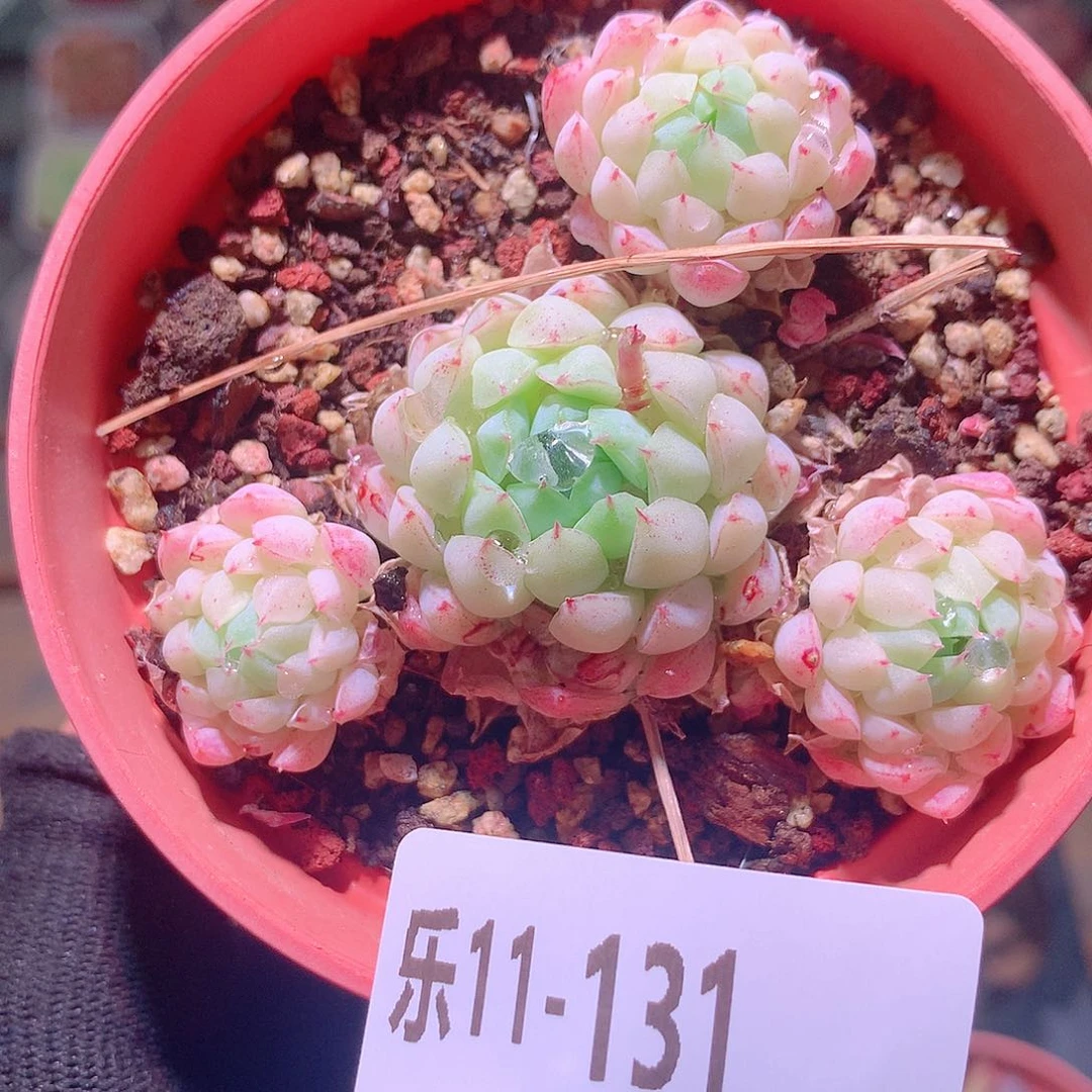 乐然11-131 羊脂球