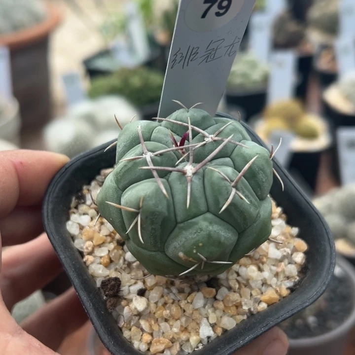 79号实生绯冠龙4.5厘米