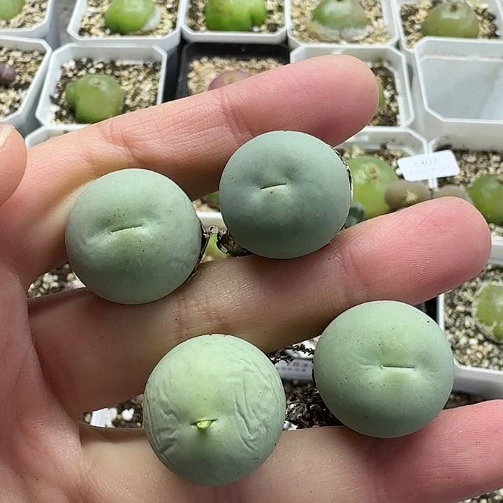 老马生石花2公分鸽子蛋1409