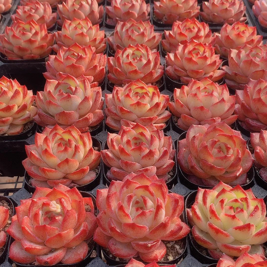 夜魔侠2457789000000