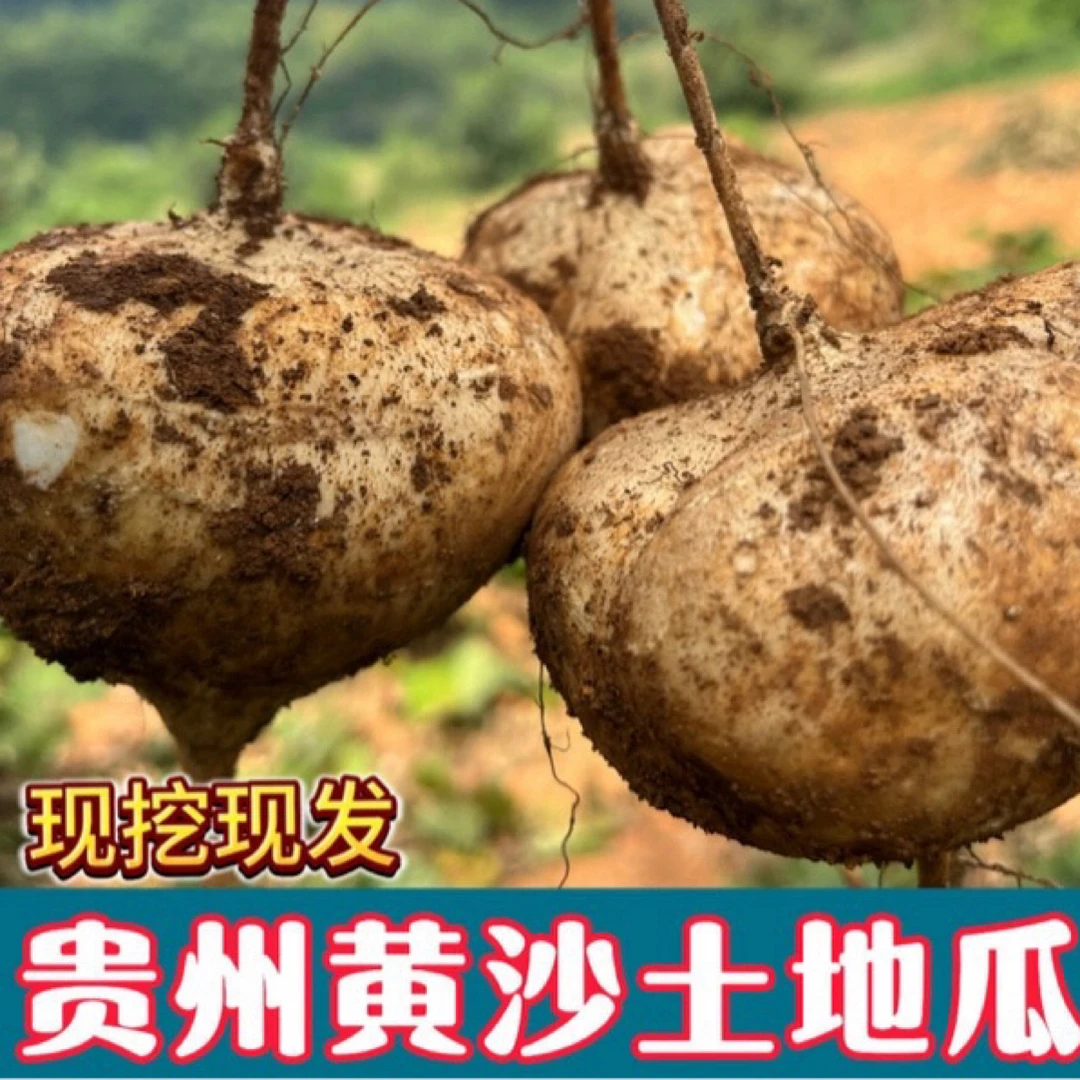 贵州老品种地瓜地萝卜凉薯清甜可口新鲜美味