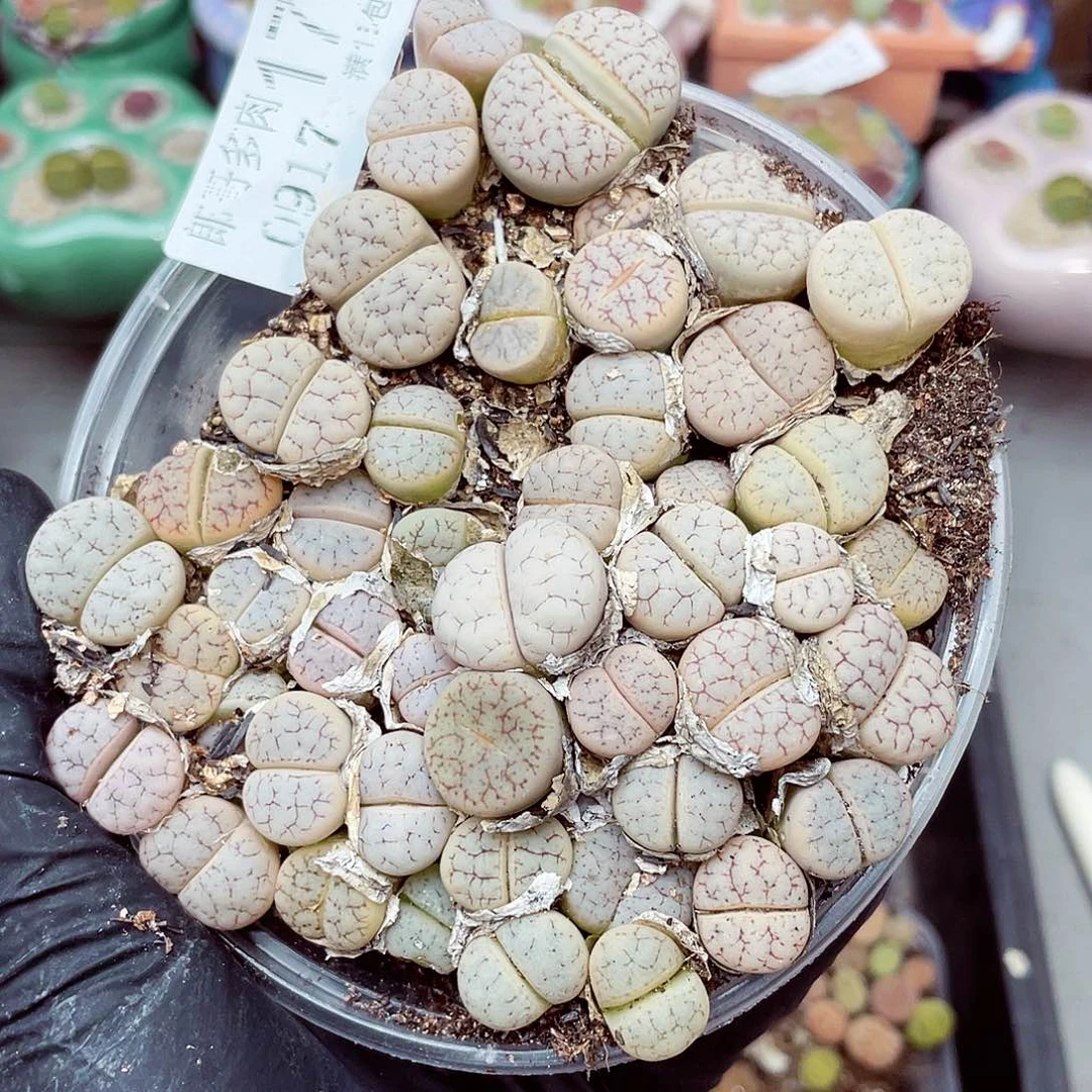 生石花满18包邮0917-179