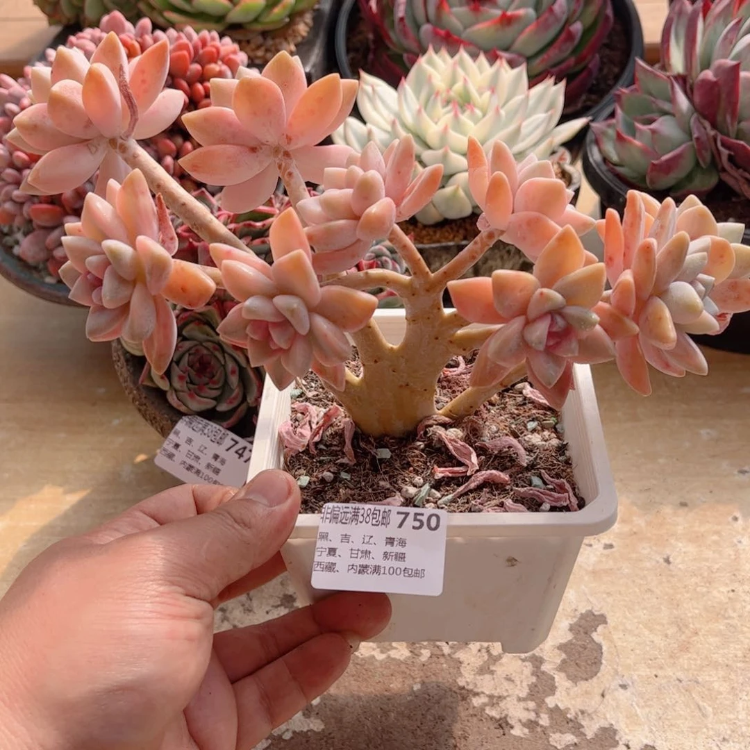 750淡雪锦德华多肉