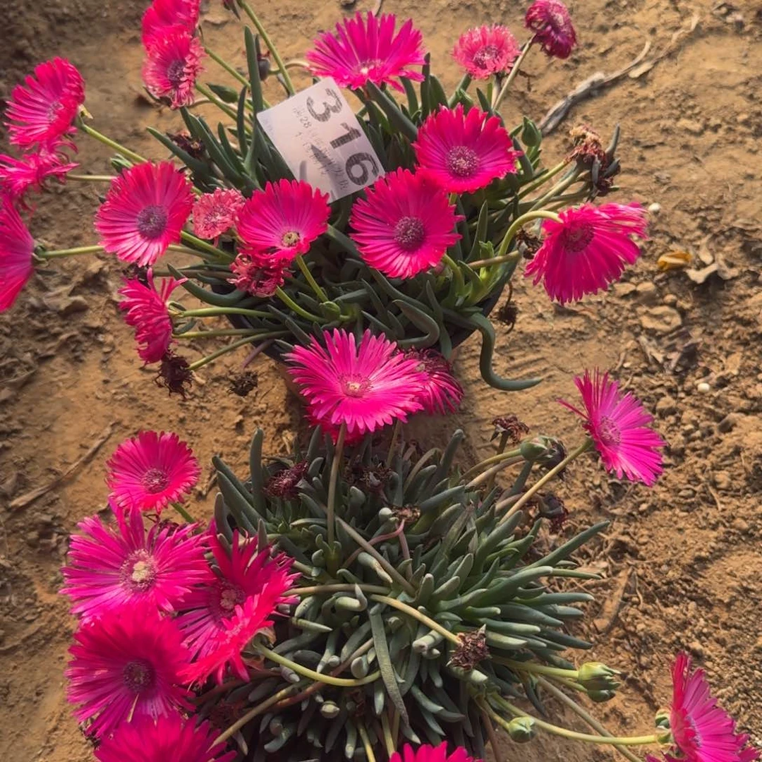 316号奔龙2颗清棚不包损