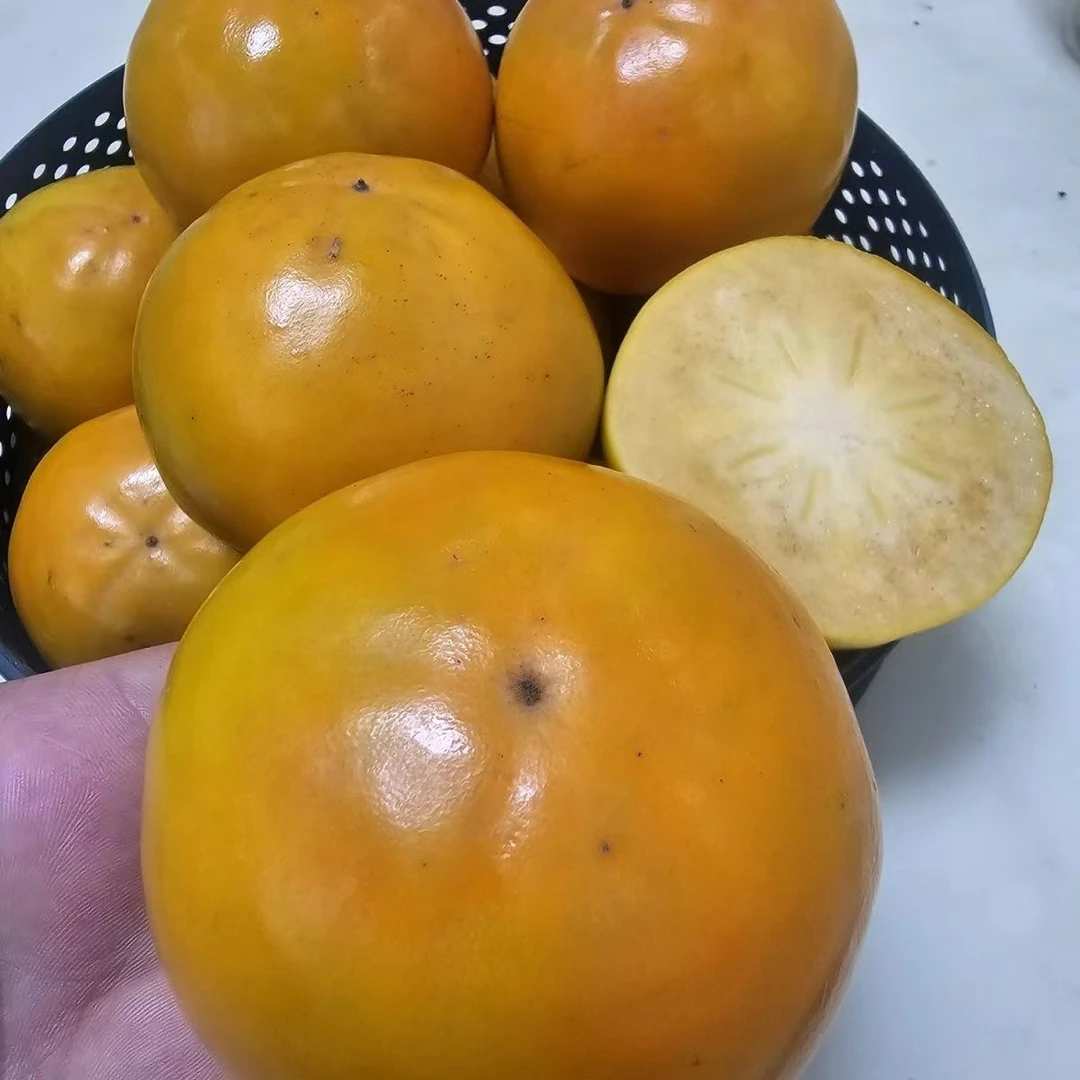 新鲜采摘香甜多汁湖北松滋农家自种脆柿口感脆甜无酸涩味