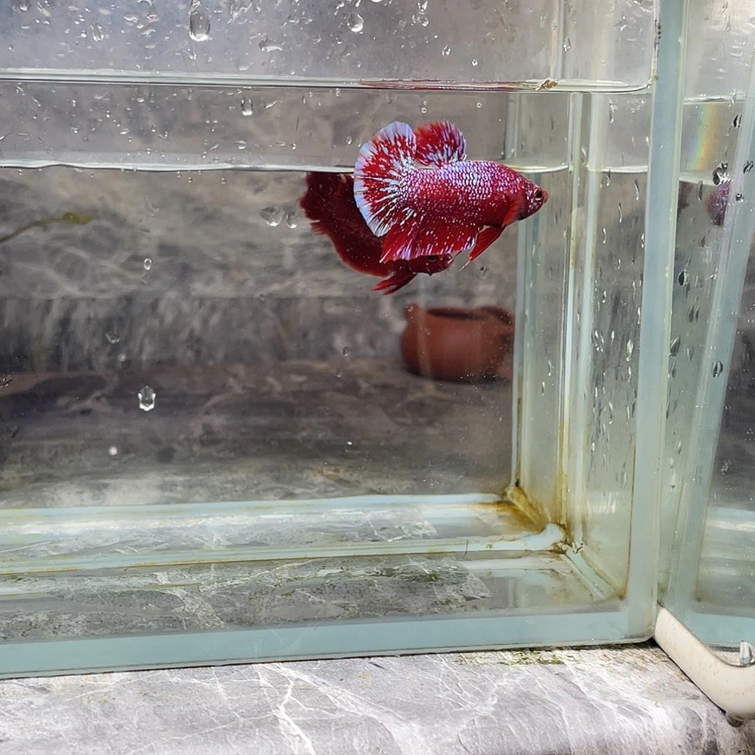 斗鱼育平斗鱼泰国斗鱼