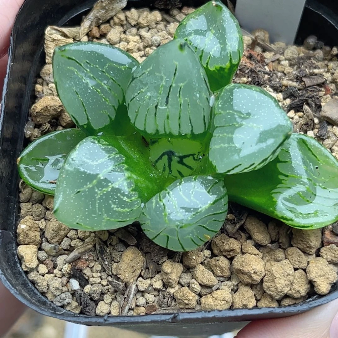 32魔晶球福利专场