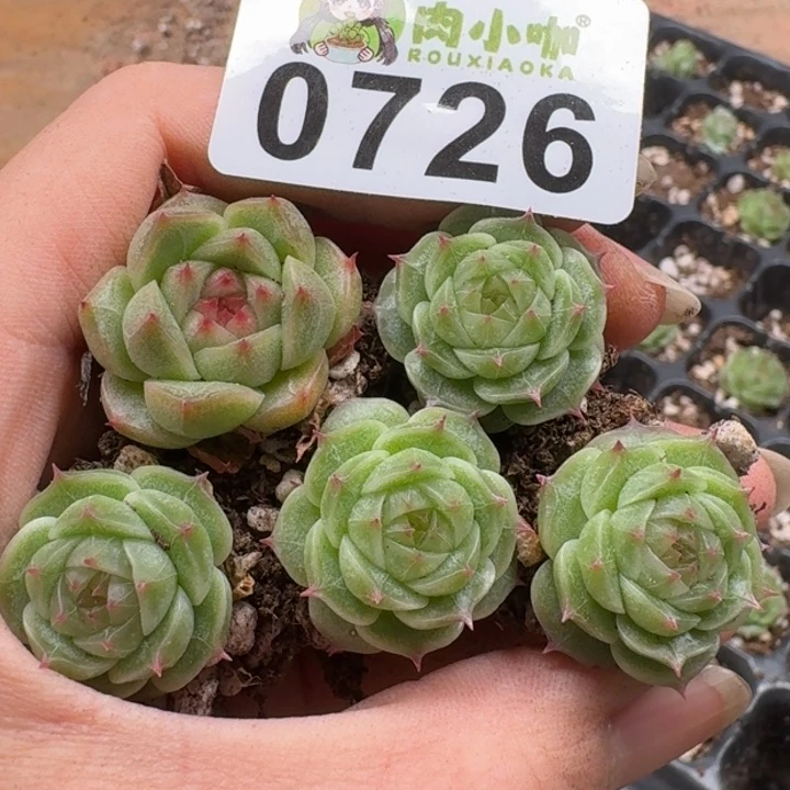 当前无花朵，栽培后可花朵多肉植物多肉植物