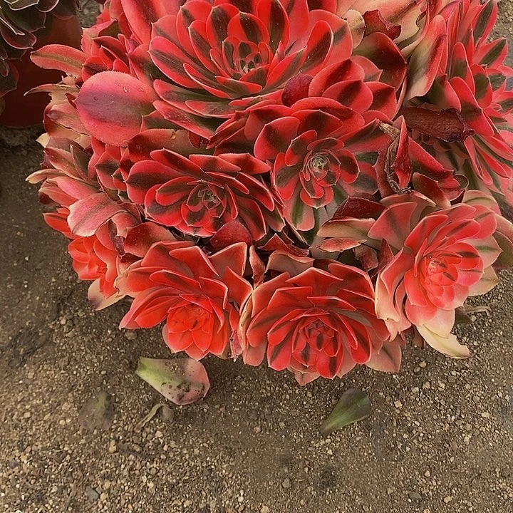 多肉香妃897多肉