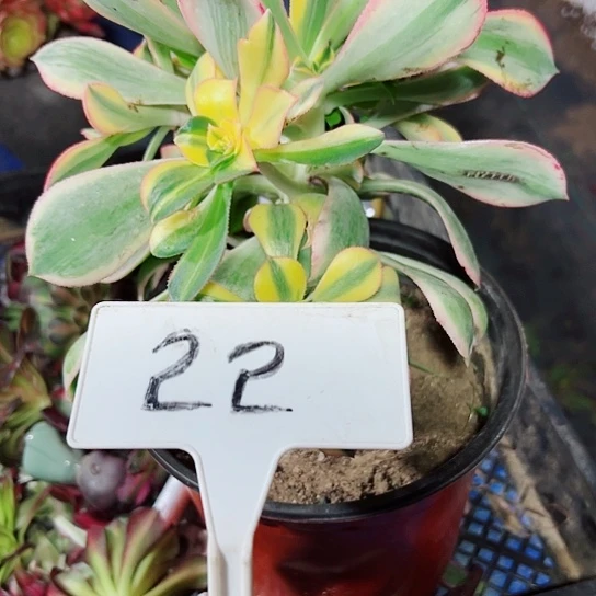 常**福多肉植物灿烂法师