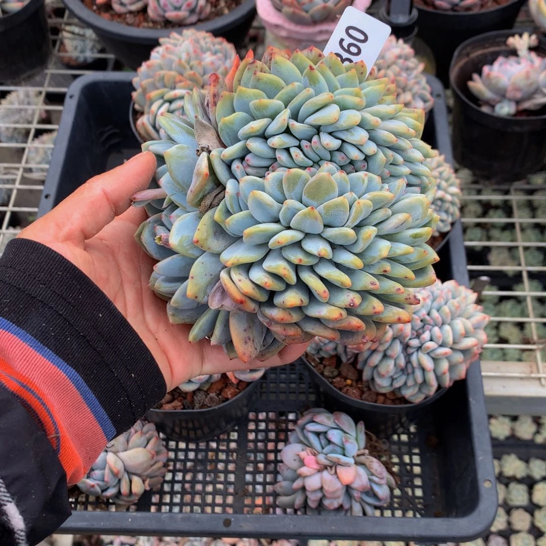 360缀嗯嗯嗯我想看电影