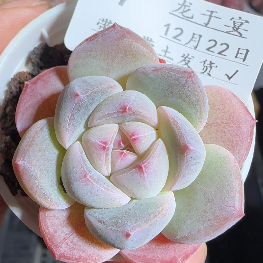 多肉1222-37福利福利