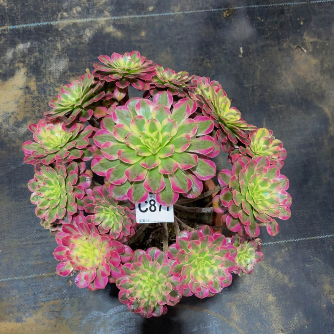 【闪购商品】花**记87700
