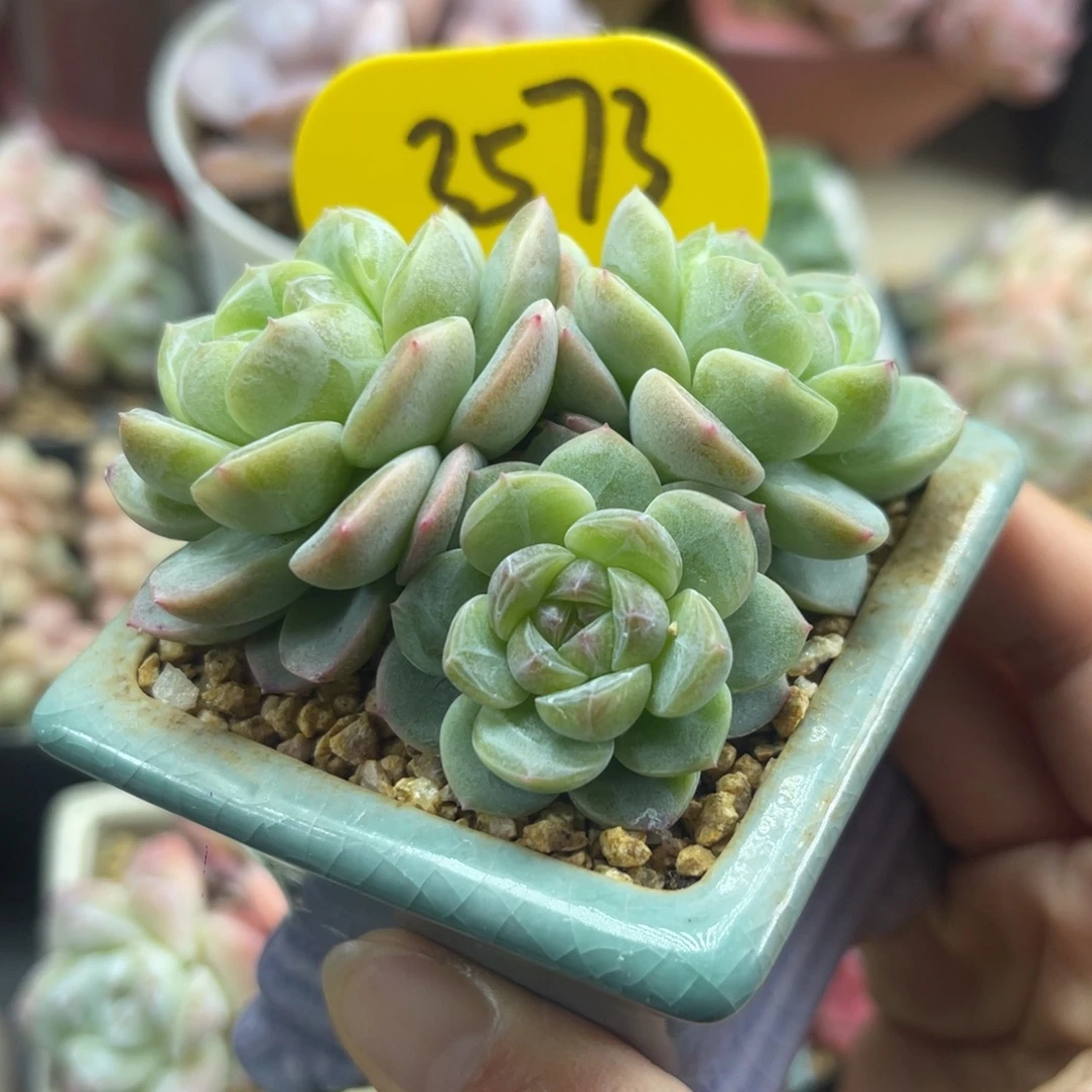 油透暗纹珍妮群3573