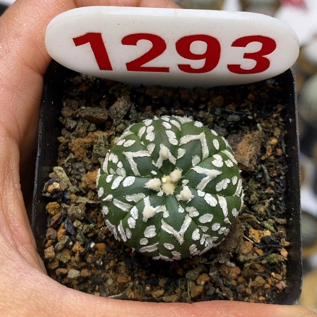 1293福利特价来了特价