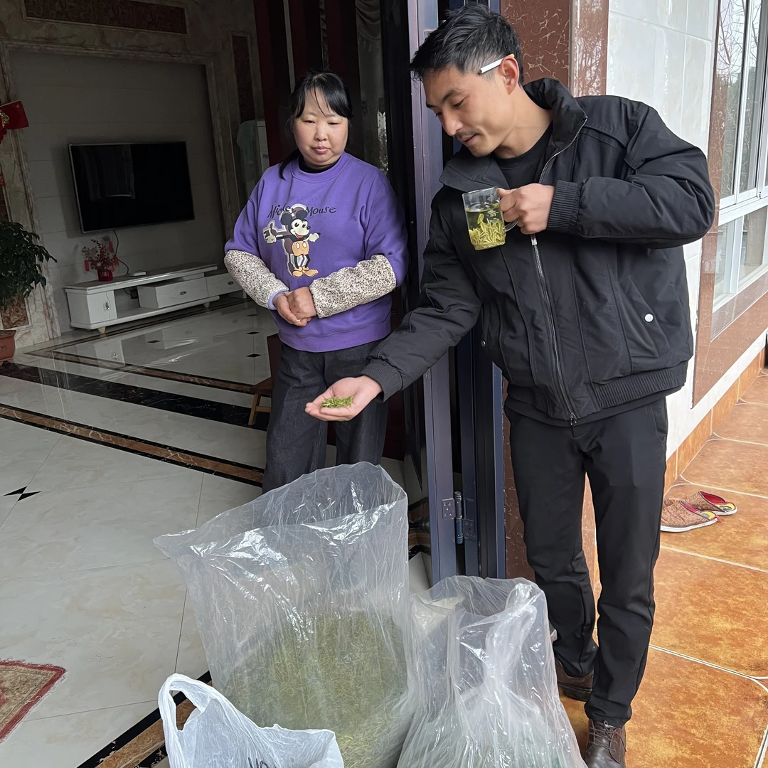 农户头采高山云雾奶白茶 早春头芽 2025年自家茶山 奶香十足